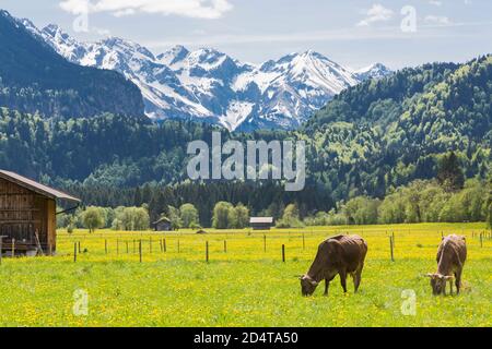 Allgäu, Oberstdorf, Rinder, Löwenzahnwiese, Wiesen, blühen, Berge, Landschaft Stock Photo