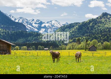 Allgäu, Oberstdorf, Rinder, Löwenzahnwiese, Wiesen, blühen, Berge, Landschaft Stock Photo