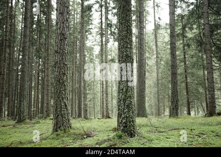 Wide view inside a pine forest in the Dolomites (Italy) Stock Photo