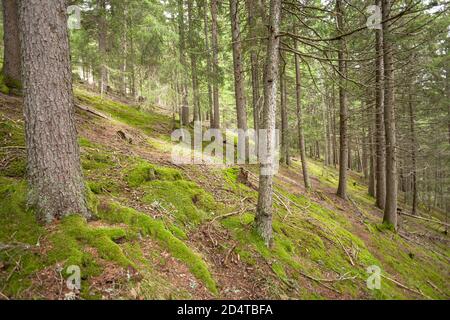 Wide view inside a pine forest in the Dolomites (Italy) Stock Photo