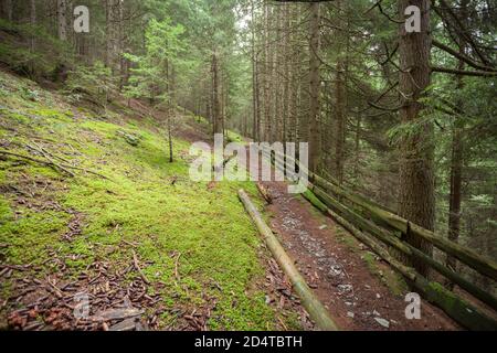 Wide view inside a pine forest in the Dolomites (Italy) Stock Photo