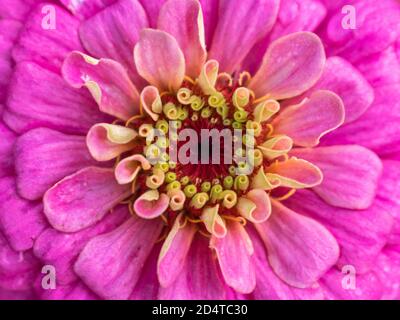 Macro of pink Zinnia elegans flower Stock Photo