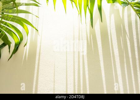 Green palm leaves and striped shadow on cream wall, sunbeam shines through palm leaves onto the wall. Stock Photo