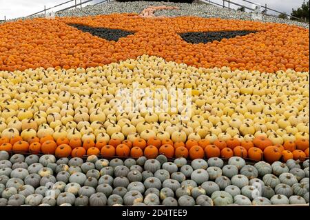 Totton, UK, 10 Oct, 2020.  Pictured: Detail of the mural showing the many different shapes, colours and types of pumpkin and squash that make up the mural.  Gourd almighty!  Thousands of pumpkins and squashes have been carefully placed to create this enormous mask-wearing pumpkin mural at Sunnyfields Farm pumpkin patch in Totton, near Southampton, Hampshire.    The mural, which is made up of over 5,000 pumpkins and squashes, took less than two days to piece together.  The farm are currently running a competition to name them mural. Stock Photo