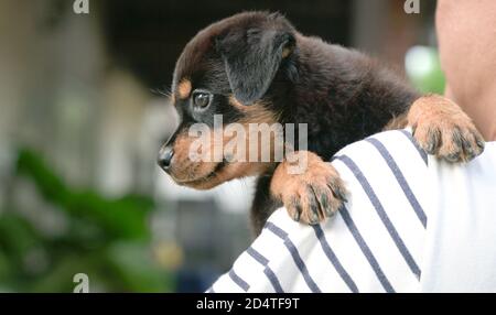 Cute puppy dog cling on the shoulder of adult man. Side view. Stock Photo