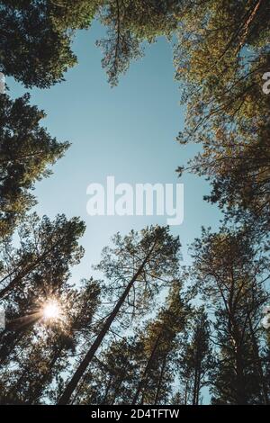 Straight trunks of tall pines under open sky. Crowns of giant coniferous trees on background of clear sky. Dark atmospheric conifer forest. Texture of Stock Photo