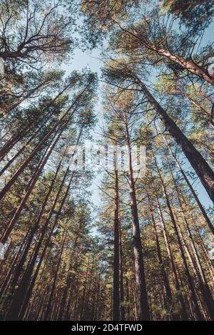 Straight trunks of tall pines under open sky. Crowns of giant coniferous trees on background of clear sky. Dark atmospheric conifer forest. Texture of Stock Photo