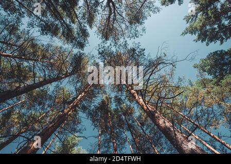 Straight trunks of tall pines under open sky. Crowns of giant coniferous trees on background of clear sky. Dark atmospheric conifer forest. Texture of Stock Photo