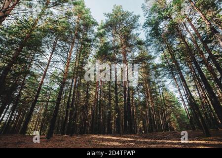 Straight trunks of tall pines. Giant coniferous trees in dark atmospheric forest. Roots on glade. Texture of pinery. Amazing nature landscape. Stock Photo