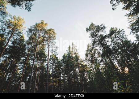 Straight trunks of tall pines under open sky. Crowns of giant coniferous trees on background of clear sky. Dark atmospheric conifer forest. Texture of Stock Photo