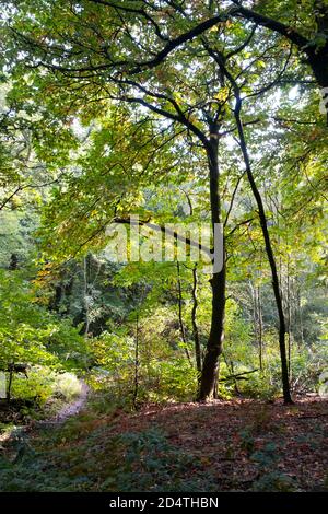 Glorious Autumn colours in woodland on the Lickey Hill Country Park near Birmingham, England. Stock Photo