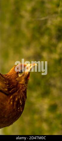 Hens feed on the traditional rural barnyard at sunny day. Detail of hen head. Chickens sitting in henhouse. Close up of chicken standing on barn yard with the chicken coop. Free range poultry farming Stock Photo