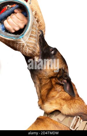Dog trainer training attacking with a Belgian Malinois dog in front of a white background Stock Photo