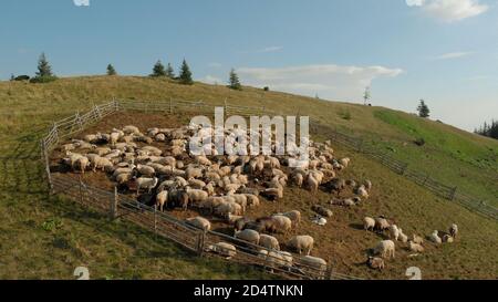 Cute sheeps are chewing juicy grass in mountains. Stock Photo