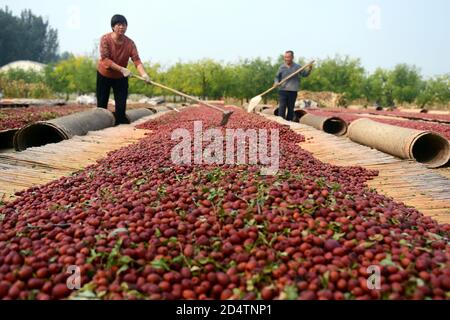 Cangzhou, China's Hebei Province. 11th Oct, 2020. Farmers air red dates in Gaochuan Township of Cangxian County in Cangzhou City, north China's Hebei Province, Oct. 11, 2020. Credit: Fu Xinchun/Xinhua/Alamy Live News Stock Photo