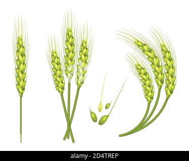 Set of vector wheat in 3d isolated white background with seed addition. Vector. Stock Vector