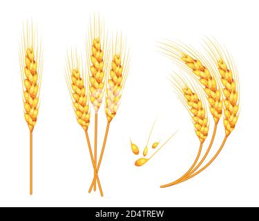 Set of vector wheat in 3d isolated white background with seed addition. Vector. Stock Vector