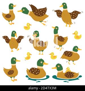 A set of wild ducks in different poses. Duck hunt.Vector illustrations on white isolated background Stock Vector