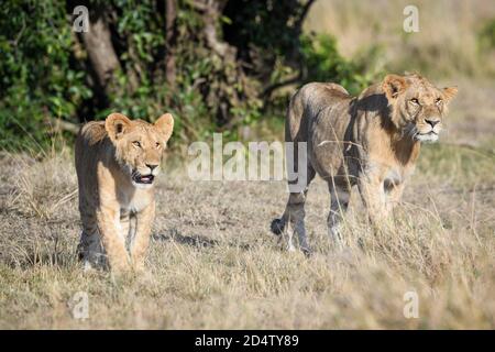 Lion cubs (Panthera leo) in the Masaai Mara of Kenya Stock Photo