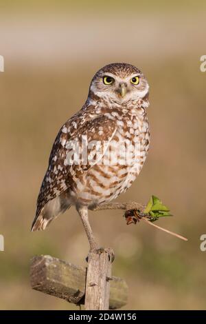 Burrowing owl with prety staring at camera (Athene cunicularia), Cape Coral, Florida Stock Photo
