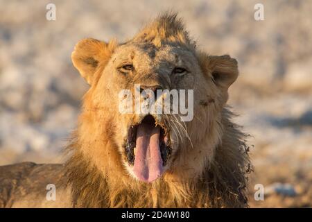 Yawning lion (Panthera leo), Etosha National Park, Namibia Stock Photo