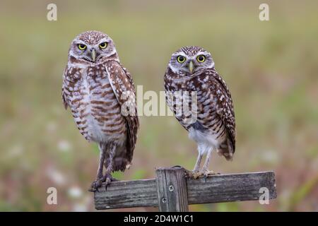 Couple of burrowing owls staring at camera, Florida Stock Photo