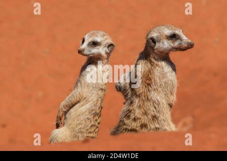 Meerkat sentinels on red sand (Suricata suricatta), Kalahari desert, Namibia Stock Photo