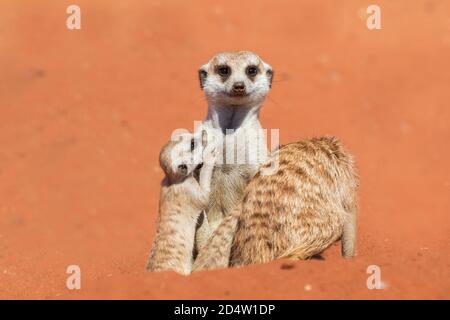 Meerkat family (Suricata suricatta), Kalahari desert, Namibia Stock Photo