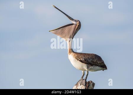 Brown pelican with wide beak (Pelecanus occidentalis), Sanibel Island, Florida Stock Photo