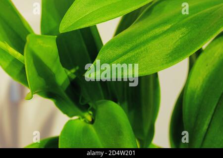 Extreme close-up of foliage, plant leaves. Horizontal, full frame, macro photography Stock Photo