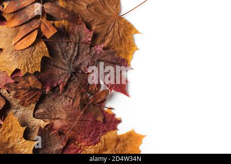 Multicolored autumn dry leaves on white background Stock Photo