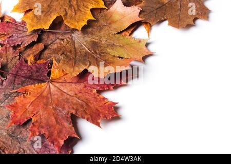 Multicolored autumn dry leaves on white background Stock Photo