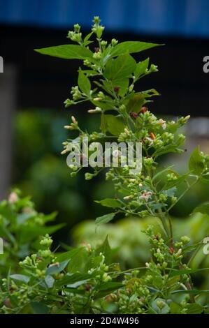 buds of night-flowering jasmine or shiuli in bengali ready to bloom in night Stock Photo