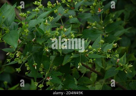 buds of night-flowering jasmine or shiuli in bengali ready to bloom in night Stock Photo