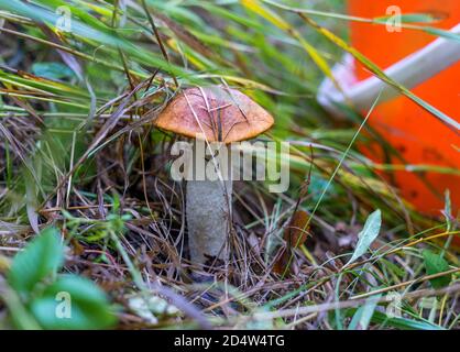 Red-capped scaber stalk in forest. Leccinum aurantiacum. Close-up, shallow DOF. Red-headed mushroom grow in the grass. An orange bucket stands nearby. Focus on mushroom. Stock Photo