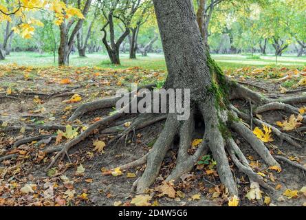 Tree with powerful roots above the ground in an autumn park. Stock Photo