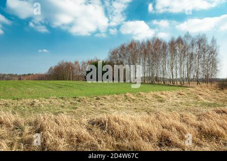 Dry grasses in front of a green field, trees without leaves and blue sky Stock Photo