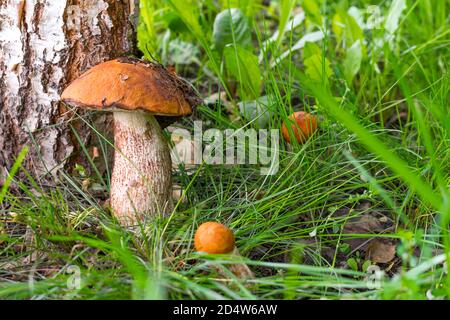 Red-capped scaber stalk in forest. Leccinum aurantiacum. Close-up, shallow DOF. Three red-headed mushrooms grow near the birch tree. Stock Photo