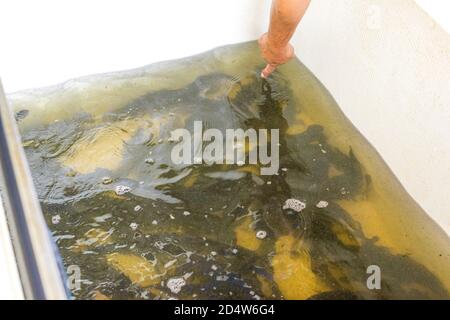 Fish farm for breeding for sturgeon fry in net cages. Concept aquaculture  pisciculture Stock Photo - Alamy