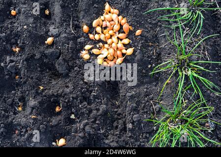 Sowing onions in an organic garden, a close-up of planting seeds in the soil.  Stock Photo