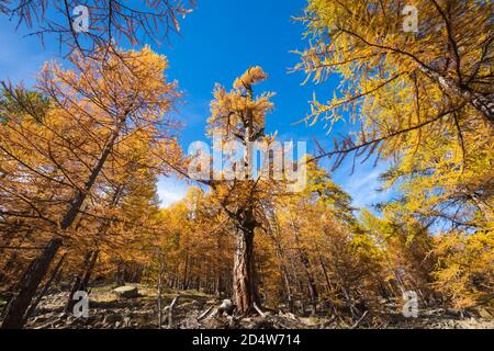 Centuries old larch trees in full Autumn colors in the Mercantour National Park. Vallon de la Braisse, Alpes Maritimes, European Alps, France Stock Photo