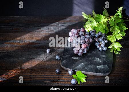 Freshly harvested black grapes at a dark wooden plate on a dark wooden table, in the foreground are garden shears with a beautiful light Stock Photo