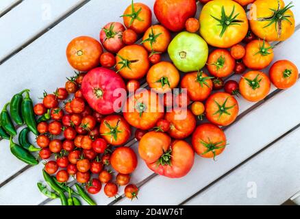 Freshly picked garden tomatoes & peppers; Salida; Colorado; USA Stock Photo