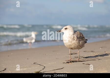 seagull on a sandy beach at baltic sea Stock Photo