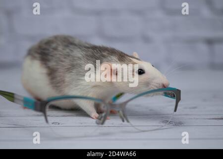 A cute rat sits next to glasses with transparent glasses. Clever rodent.