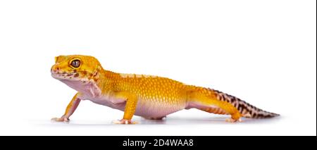 Adult Super Hypo Tangerine Manderin leopard gecko aka Eublepharis macularius, standing side ways. Isolated on white background. Stock Photo