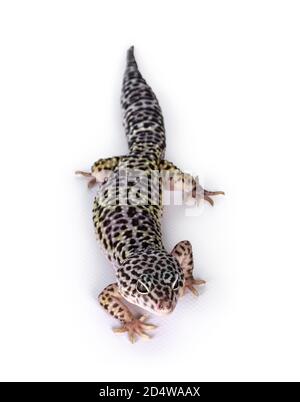 Top view of adult Mack snow leopard gecko aka Eublepharis macularius. Isolated on white background. Stock Photo
