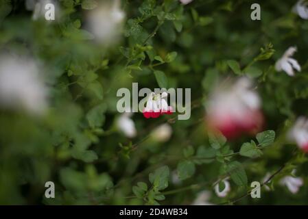 Red and White Salvia Hot Lips Flower Flowers Bush Stock Photo