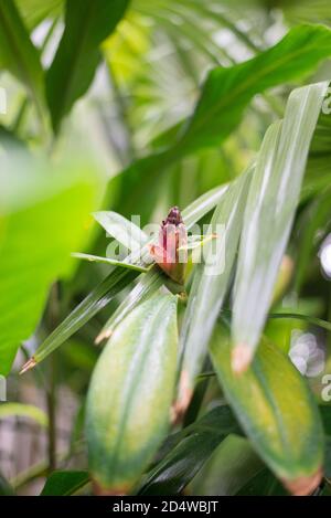 Alpinia Nieuwenhuizii Bud Stock Photo