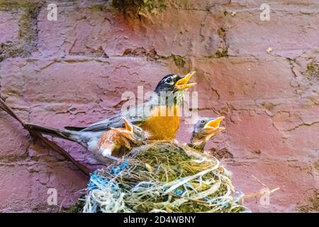 Adult American Robin, Turdus migratorius, with two chicks in nest, appearing to sing with beaks open, New York City, USA Stock Photo